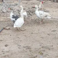 غاز|حیوانات مزرعه|شوشتر, |دیوار