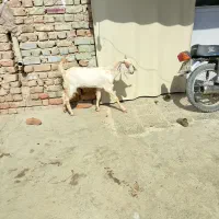 اسباب بازی بچه گوسفند معاوضه با گوشی