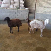 ۳شیشک|حیوانات مزرعه|کوهدشت, |دیوار