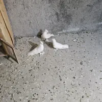 کبوتر راعبی کفتر راعبی کفتر کربلایی