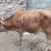 گاو
