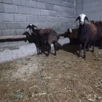 میش بره نر و ماده|حیوانات مزرعه|تنکمان, |دیوار