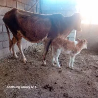 گاو|حیوانات مزرعه|پلدختر, |دیوار