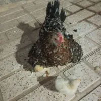مرغ کرچ گلین با 2 عدد جوجه برهما زیر مرغی