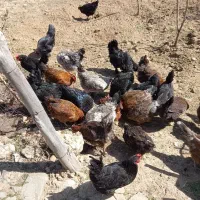 مرغ وخروس