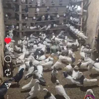 کبوتر طوقی و تهرانی