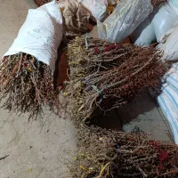 نهال زرشک بی دانه ونهال گل محمدی|خدمات باغبانی و درختکاری|بیرجند, |دیوار