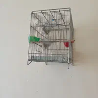 جوجه سهره|پرنده|ملایر, |دیوار