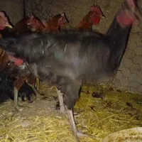 جوجه 5 ماهه|حیوانات مزرعه|رودشت (اصفهان), |دیوار