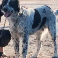 گمشده|حیوانات|یزدان شهر, |دیوار