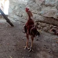 خروس لاری|حیوانات مزرعه|سروآباد, |دیوار