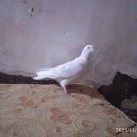 دورگ|پرنده|شوش, |دیوار