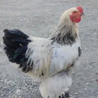 برهما لایت اصیل