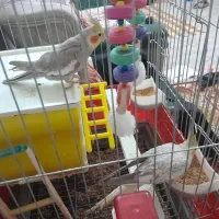 عروس هلندی|پرنده|پاکدشت, پاکدشت (مامازند)|دیوار