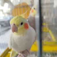 عروس هلندی تربیت شده و سخنگو