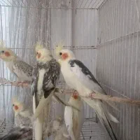 عروس هلندی ابلغ