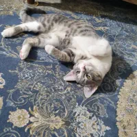 گربه گمشده|حیوانات|شیراز, عادل آباد|دیوار