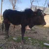 دمدار|حیوانات مزرعه|رشت, کوی مهر|دیوار