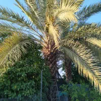 بریدن نخل با اره بنزینی