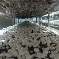 قارچ دکمه ای