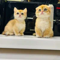 گربه اسکاتیش مانچکین|گربه|رشت, بلوار گیلان|دیوار