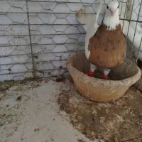 کفتر طوقی جفت کبوتر