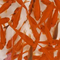 پخش کننده ماهی قرمز وکوی