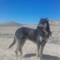 سگ برای گله