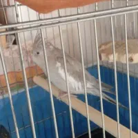 فروش دوجفت عروس هلندی