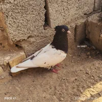 کبوتر