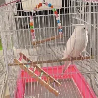 عروس هلندی سفید