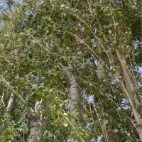 فروش ۵۰ تن چنار عرعر
