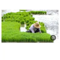 نشاه برنج