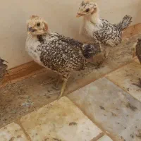 چوری گلین گردن لخت براکل برهما کاکلی مینیاتوری