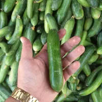 خیار محلی ۲۸ت، ۲۰ت و ۱۵ت|حراج|جهرم, |دیوار