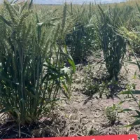 بذر هیبریدی گندم محصول اوکراینی|عمده‌فروشی|ایلام, |دیوار