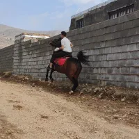 اسب مادیون سواری دار معاوضه با موتور گوسفند|اسب و تجهیزات اسب‌سواری|شیراز, دانشکده دامپزشکی شیراز|دیوار