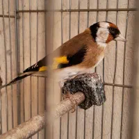 جوجه سهره نر امسال شیک و زیبا|پرنده|ماهیدشت, |دیوار