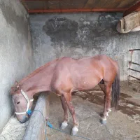 اسب جوان آرام توافقی