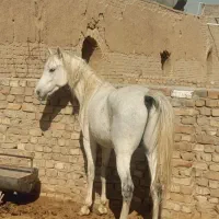 اسب عرب|اسب و تجهیزات اسب‌سواری|قنوات, |دیوار