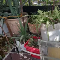 تعدادی گل باقیمت مناسب|گل و گیاه طبیعی|اسلامشهر, مسکن مهر اسلاشهر (شهرک امام خمینی)|دیوار