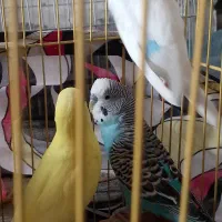 مرغ عشق|پرنده|بندر کنگان, |دیوار