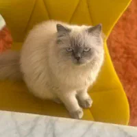 گربه پرشین|گربه|تربت جام, المهدی|دیوار