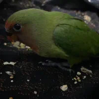 فروش طوطی برزیلی