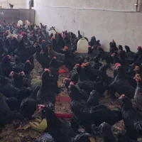 مرغ وخروس سیاه وسفید جهت قربانی