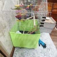 طوطی برزیلی|خزنده|میانه, |دیوار