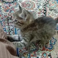 بچه گربه خونگی
