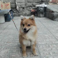 سگ گمشده|حیوانات|میناب, |دیوار