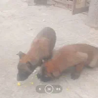 توله سگ مالینیوز