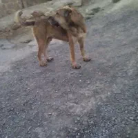 دو عدد سگ خوب بگیر|سگ|کرمانشاه, |دیوار